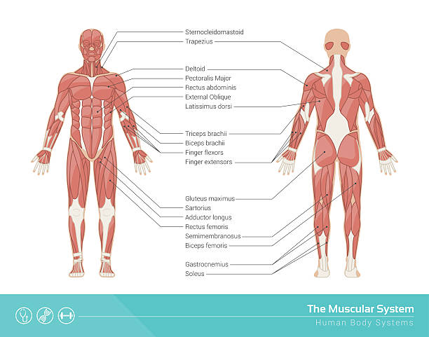 The muscular system The human muscular system vector illustration, front and rear view muscular build stock illustrations