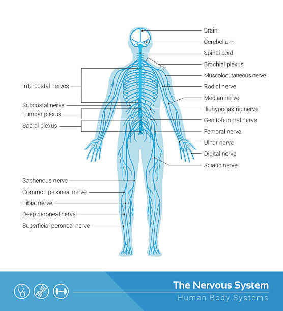 신경계 - nerve cell synapse communication human spine stock illustrations