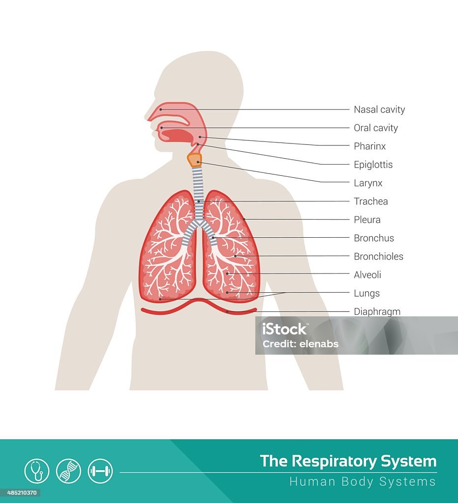 The respiratory system with labels