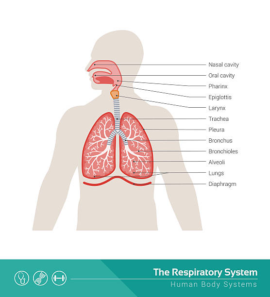 The respiratory system The human respiratory system medical illustration with internal organs respiratory system stock illustrations
