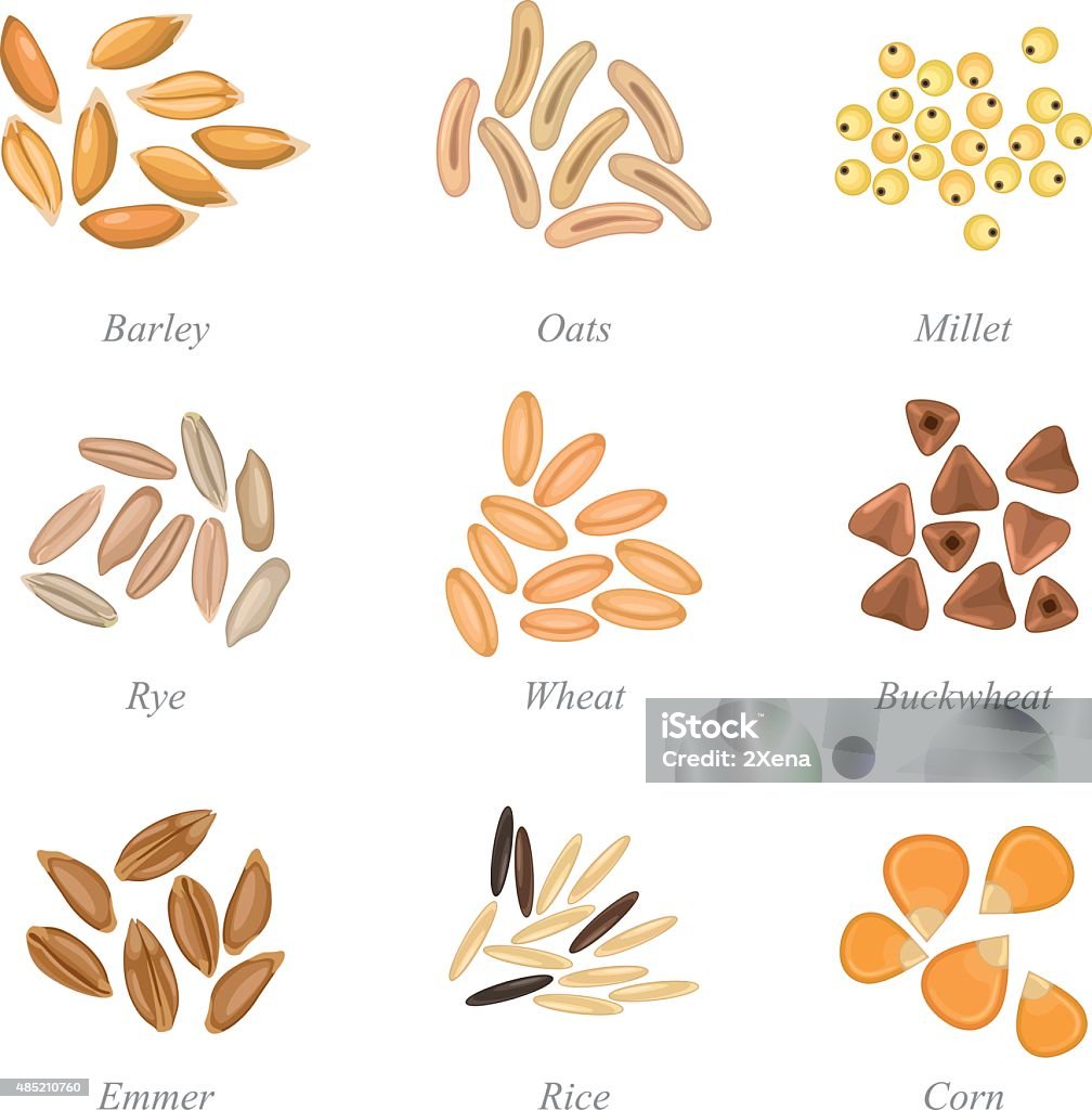 Icon set of cereal grains part 3 Solid fill set of cereal grains Spelt stock vector