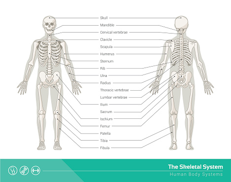 The human skeletal system, vector illustrations of human skeleton front and rear view