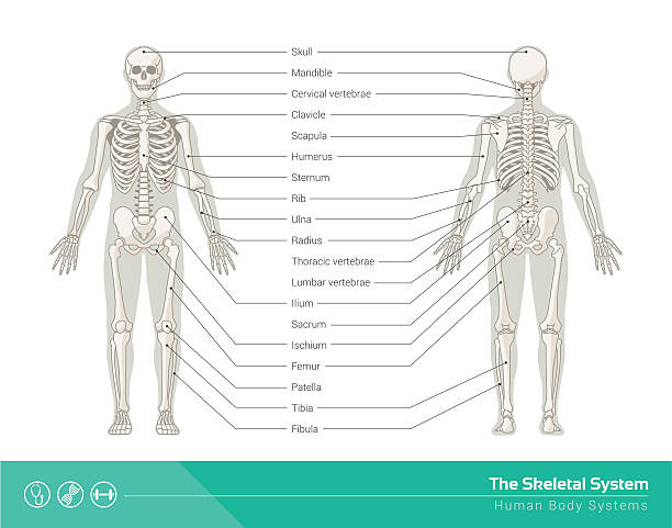 The skeletal system The human skeletal system, vector illustrations of human skeleton front and rear view human skeleton stock illustrations