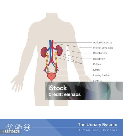 Urinary System Lab Modle Labeled Male Anatomy Diagram Labeled Lab 14 Urinary System Anatomy