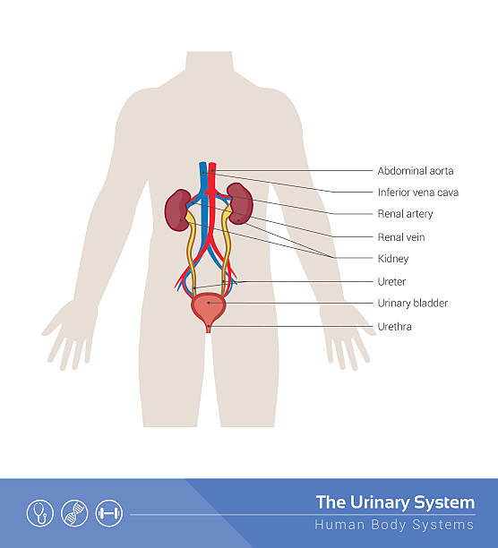 The urinary system The human urinary system medical illustration with internal organs urinary system stock illustrations