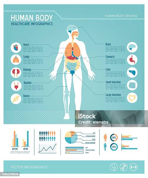 Ilustración de Cuerpo Humano Infografías y más Vectores Libres de Derechos de Cuerpo humano - Cuerpo humano, Anatomía, Diagrama