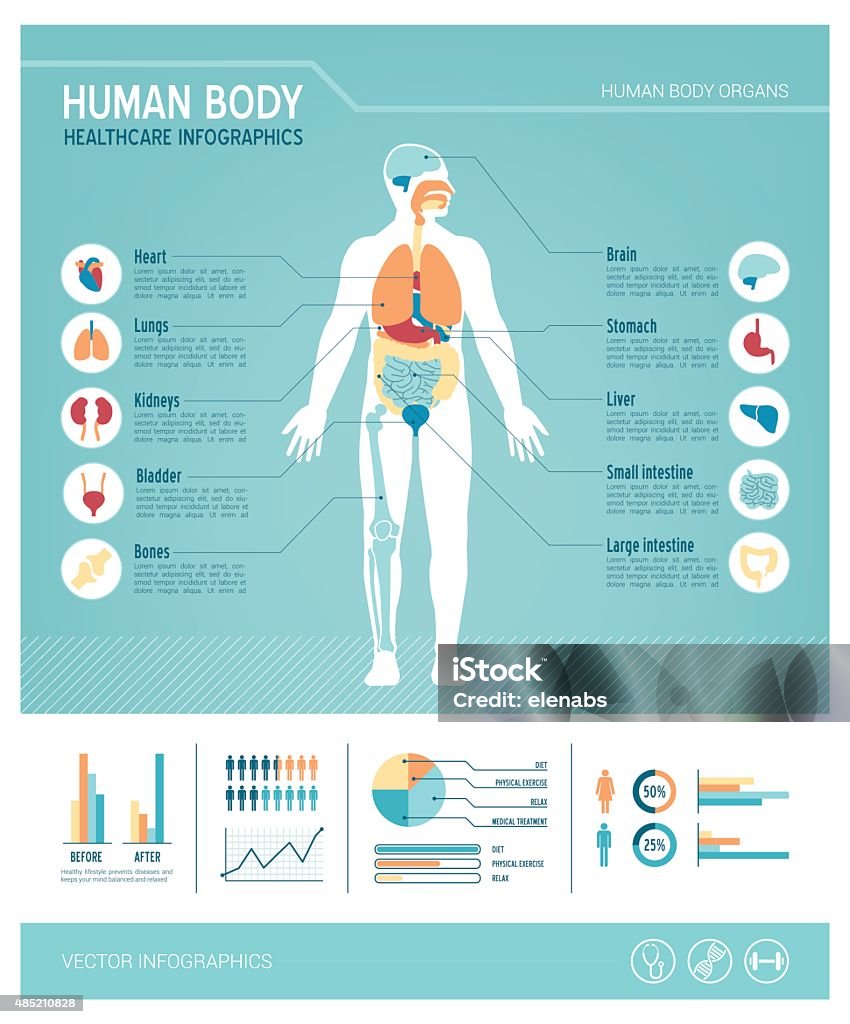 Corpo umano infografiche - arte vettoriale royalty-free di Il corpo umano