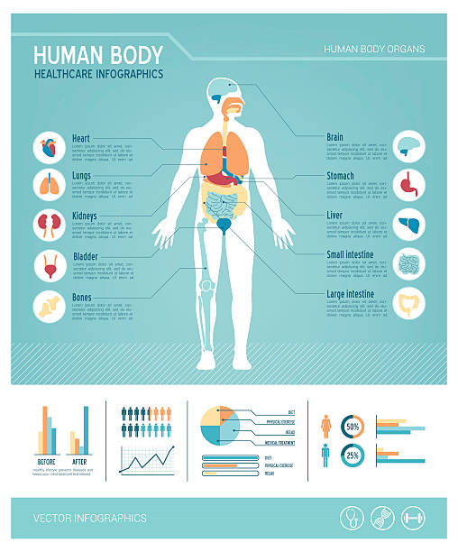 人体インフォグラフィック - 内臓点のイラスト素材／クリップアート素材／マンガ素材／アイコン素材