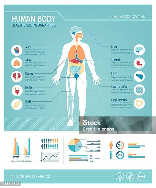 Human Body Infographics Stockvectorkunst en meer beelden van Het menselijke lichaam - Het menselijke lichaam, Anatomie, Infographic