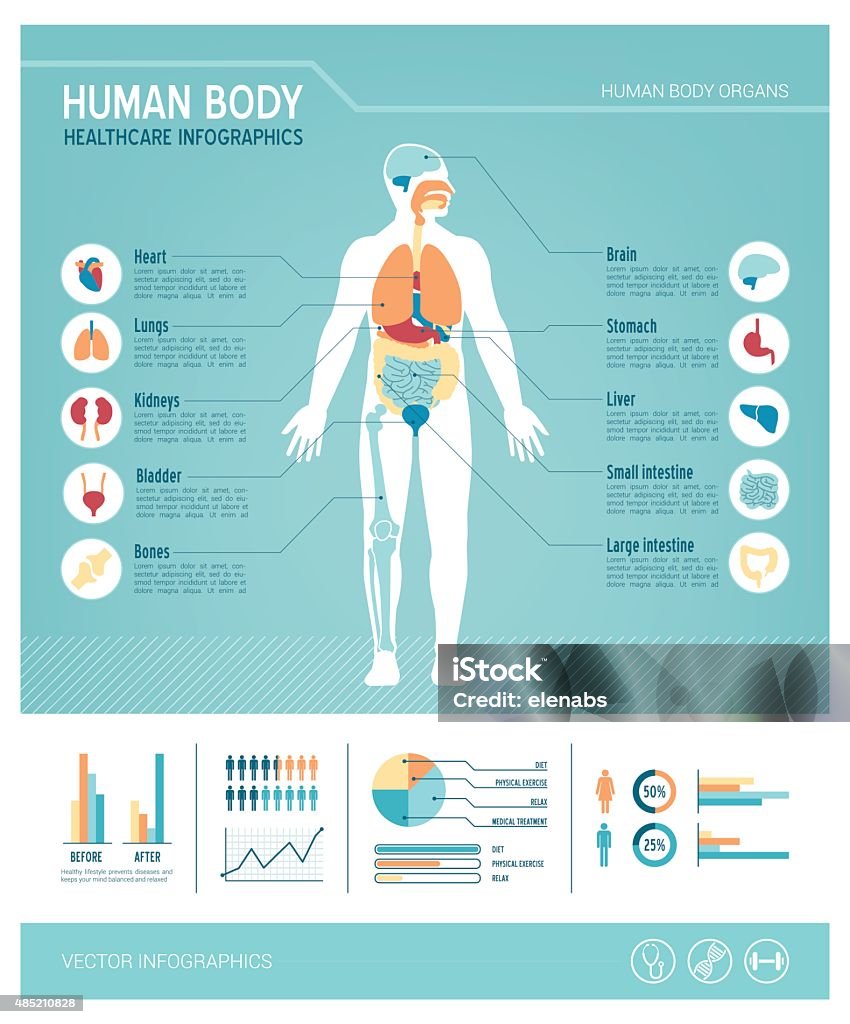 Human body infographics Human body health care infographics, with medical icons, organs, charts, diagarms and copy space The Human Body stock vector
