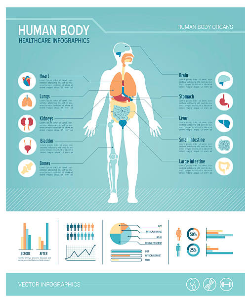Human body infographics Human body health care infographics, with medical icons, organs, charts, diagarms and copy space human body part stock illustrations