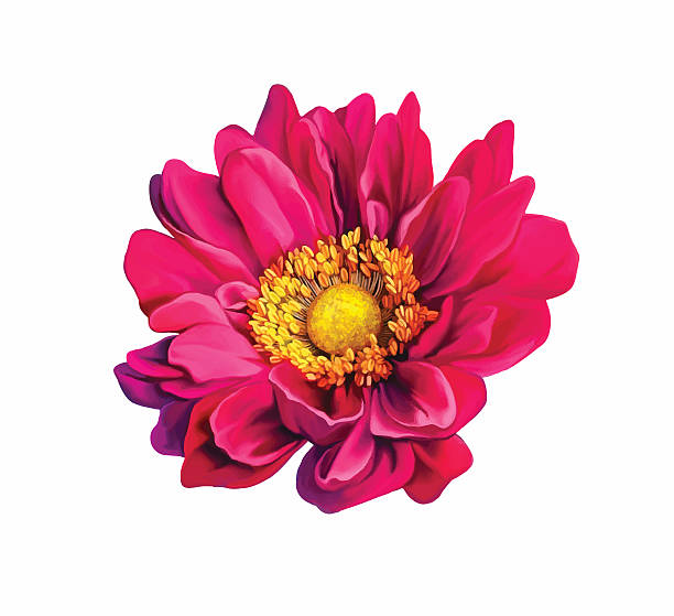 illustrations, cliparts, dessins animés et icônes de rouge rose mona lisa fleur. vecteur - flower head sunflower chrysanthemum single flower