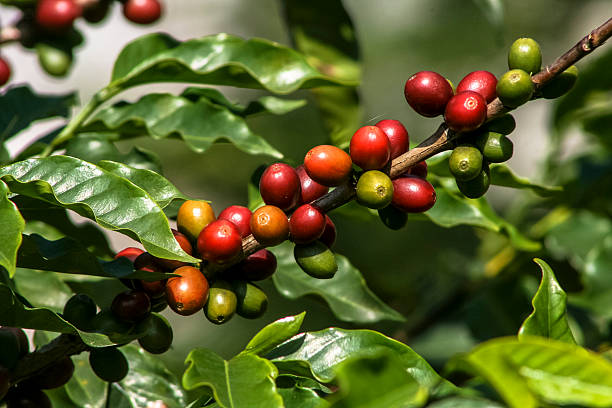 árbol de café - coffee plant fotografías e imágenes de stock