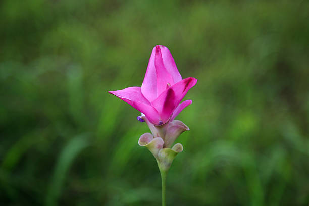 Siam Tulip stock photo