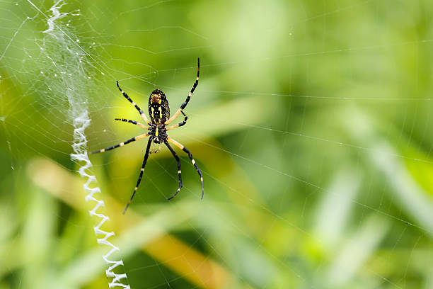 istock Underside of Black-and-Yellow Argiope Spider (Female) on Web 485223892