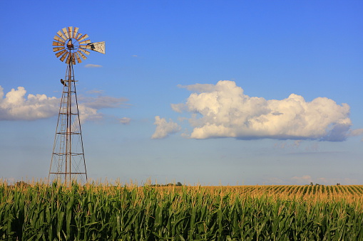 Windmill Graces Iowa Cornfield