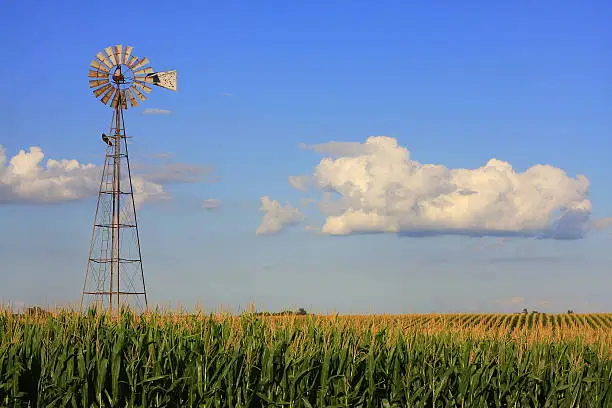 This old, weathered windmill in northeast Iowa catches the glow of the late afternoon sun across this cornfield. 