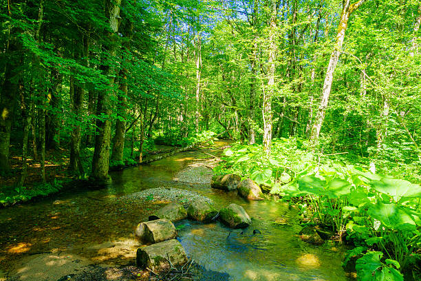 istock Stream near in Lake Biograd 485232380