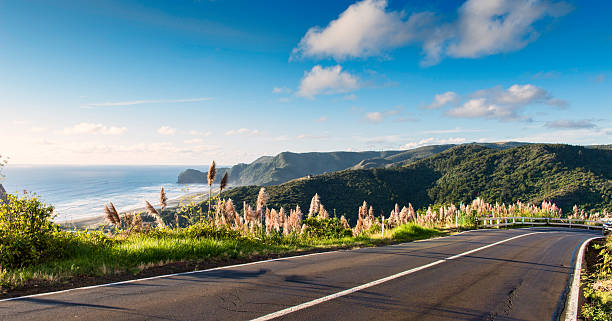 A landscape image from Piha Auckland