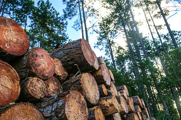 Forestry logs in sustainable soft wood plantation stock photo