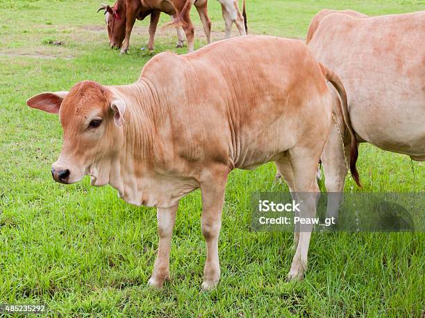 Cow Pissing Stock Photo - Download Image Now - 2015, Agricultural Field, Agriculture
