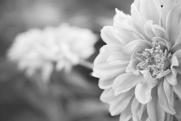 istock Close up macro black and white flower 485235336