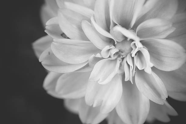 istock Close up macro beautiful black and white flower 485235342
