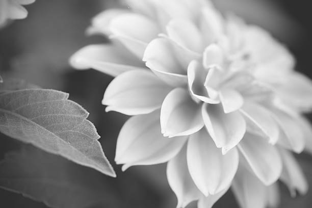 istock Close up macro beautiful black and white flower 485235344
