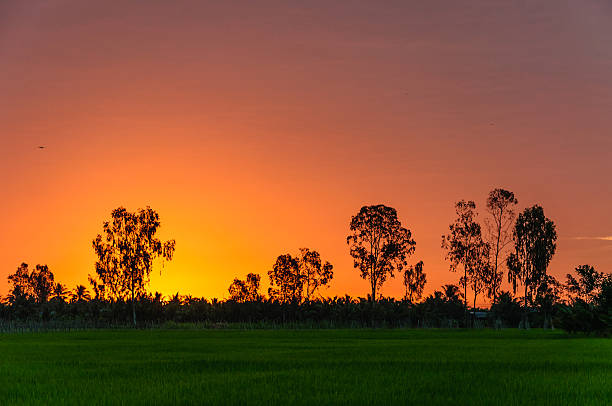 istock Dawn on rice fields at Ben Tre province, Vietnam 485235910