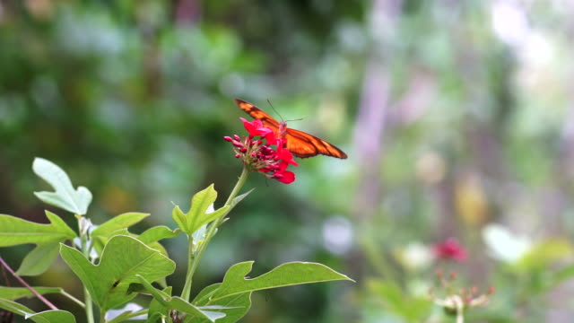 Butterfly sucking nectar from flower in a garden.