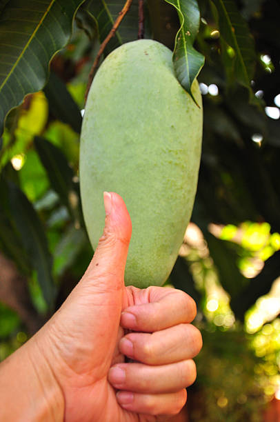 Big Mango Is Number One Of Big And Delicious Fruit Stock Photo