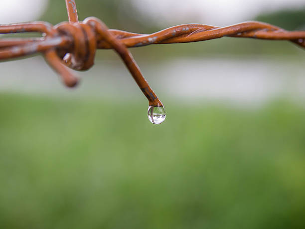 istock Close up rusty barb wire fence with drops of water. 485236180