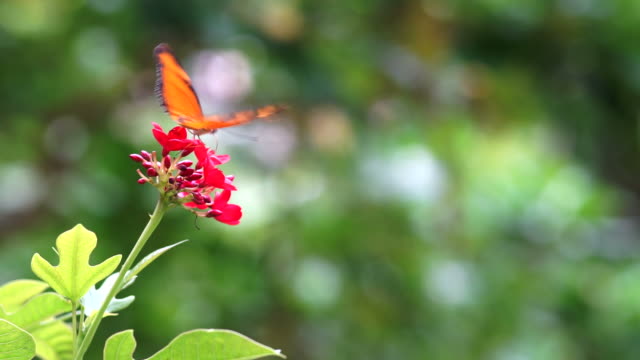 Butterfly sucking nectar from flower in a garden.