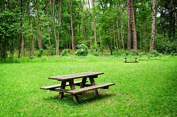 Wooden bench and table on a meadow in the forest. Summer leisure time in the park. Tranquil nature day scene.