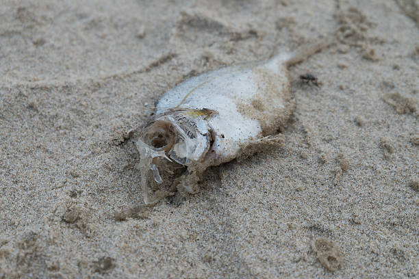 istock Rotten fish dead on the beach 485245282