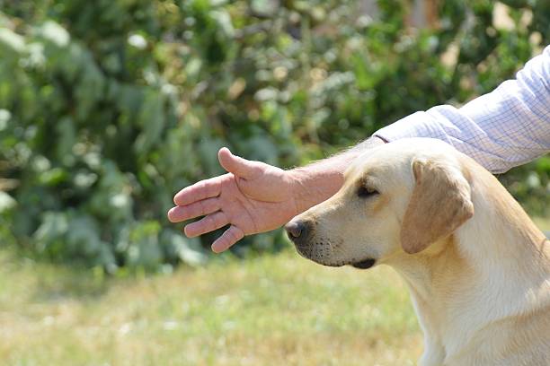 istock Golden Ladrador being trained 485245432