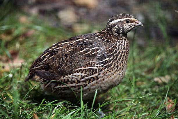 Japanese quail (Coturnix japonica). Japanese quail (Coturnix japonica). Wild life animal. coturnix quail stock pictures, royalty-free photos & images