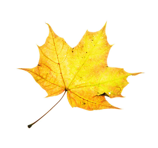 istock Beauty yellow autumn maple leaf 485246560