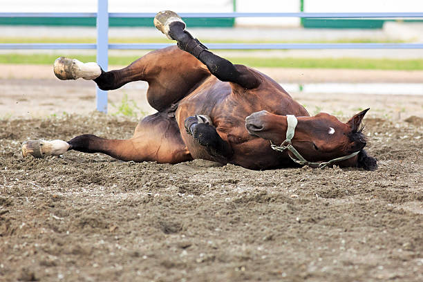 istock Young bay horse lying in sand 485246756
