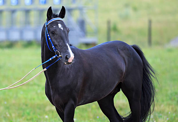 istock Young stallion Akhal Teke breed sheep suit 485246762