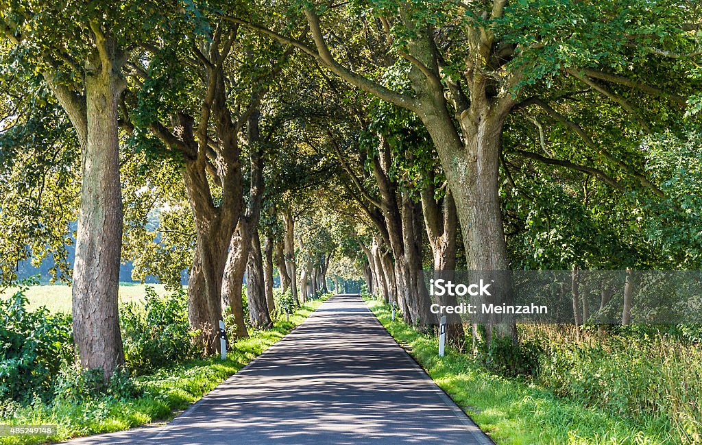 alley with old oak trees and old road in Usedom alley with old oak trees in Usedom Avenue Stock Photo
