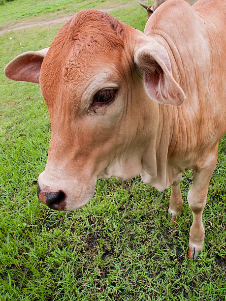 istock cows at summer green field 485249300