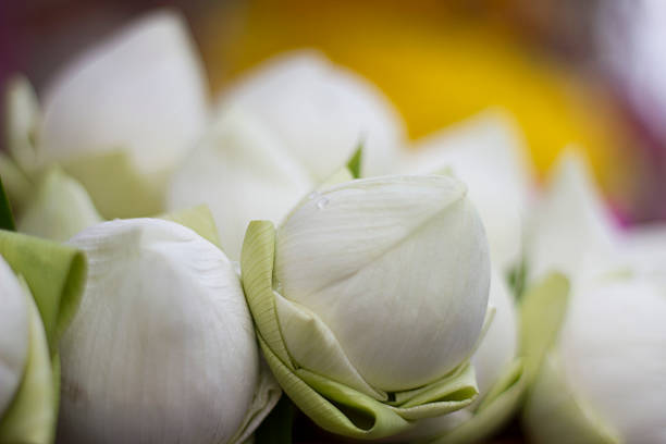 folded petal Lotus Water-Lily for paying respect to Buddha in Thailand