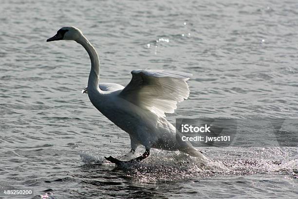 Picture Of A Swan Landing On Water Stock Photo - Download Image Now - 2015, Animal, Animal Body Part
