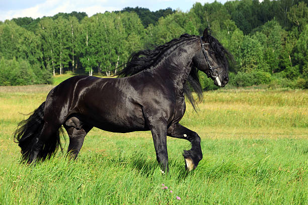 portrait de cheval noir en mouvement friesian - horse black stallion friesian horse photos et images de collection