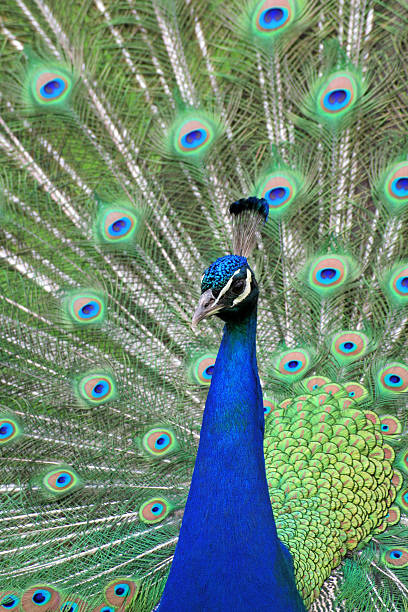 istock Portrait of peacock 485251122
