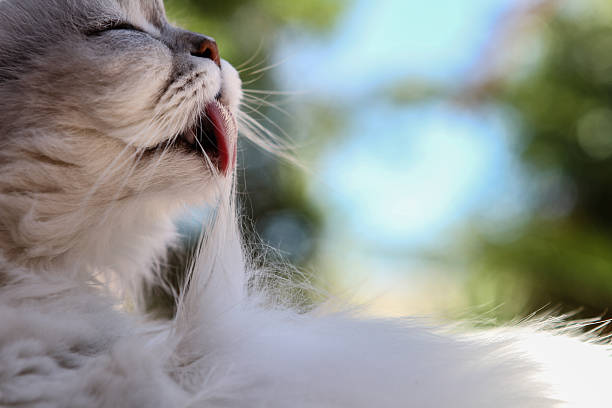 Happy cat grooming itself on a warm sunny day This white cat is quite content grooming itself in the sunlight.  longhair cat stock pictures, royalty-free photos & images