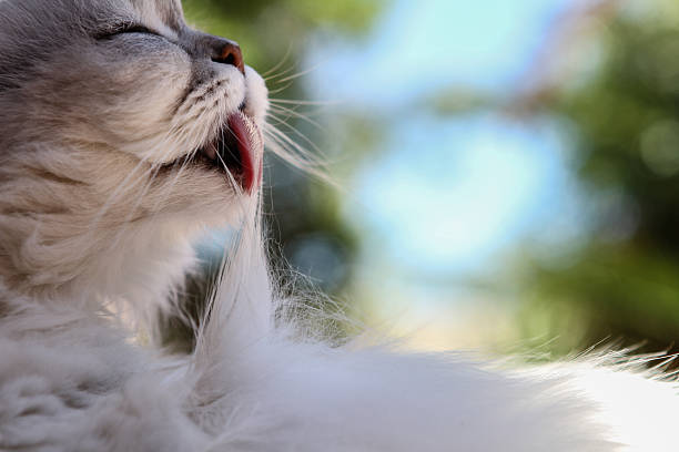 счастливая кошка уход за себя в теплый солнечный день - longhair cat стоковые фото и изображе�ния