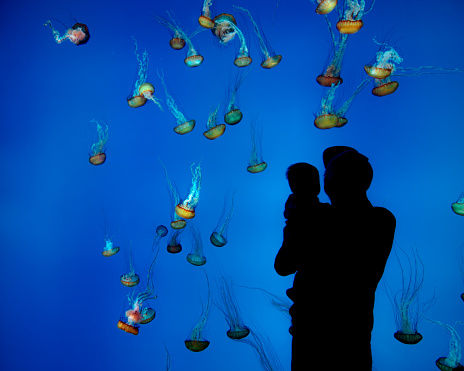 Silhouette of man with baby watching jellyfish in large aquarium tank.