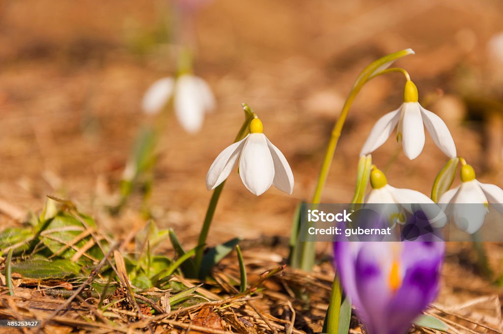 Galanthus Nivalis L. (campanilla de nieve, común de campanilla de nieve) - Foto de stock de Aire libre libre de derechos